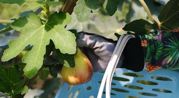 金秋话丰收|青岛市即墨区龙泉街道:无花果喜丰收 香甜软糯惹人爱